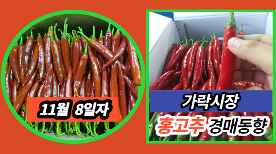  [경매사 일일보고] 11월 8일자 가락시장 홍고추 경매동향을 살펴보겠습니다!