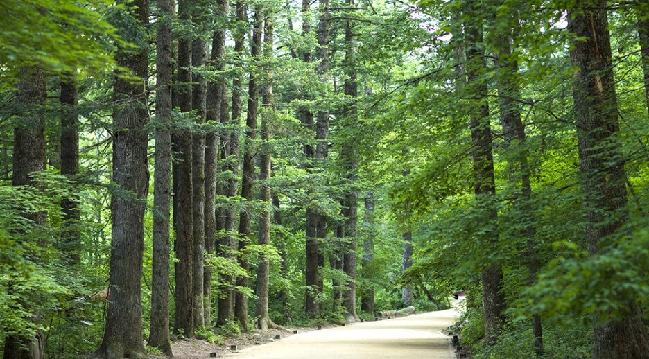 오대산 전나무 숲길