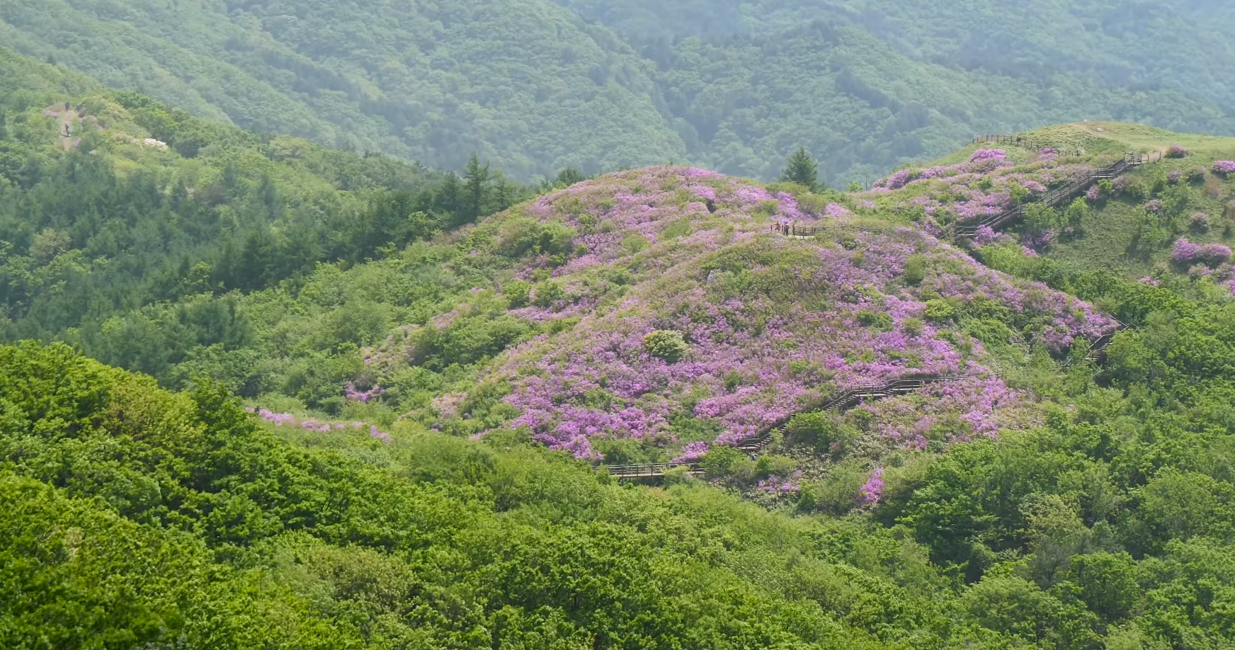 2023 지리산 바래봉 철쭉 군락지 여행 (지리산 운봉 바래봉 철쭉 축제)