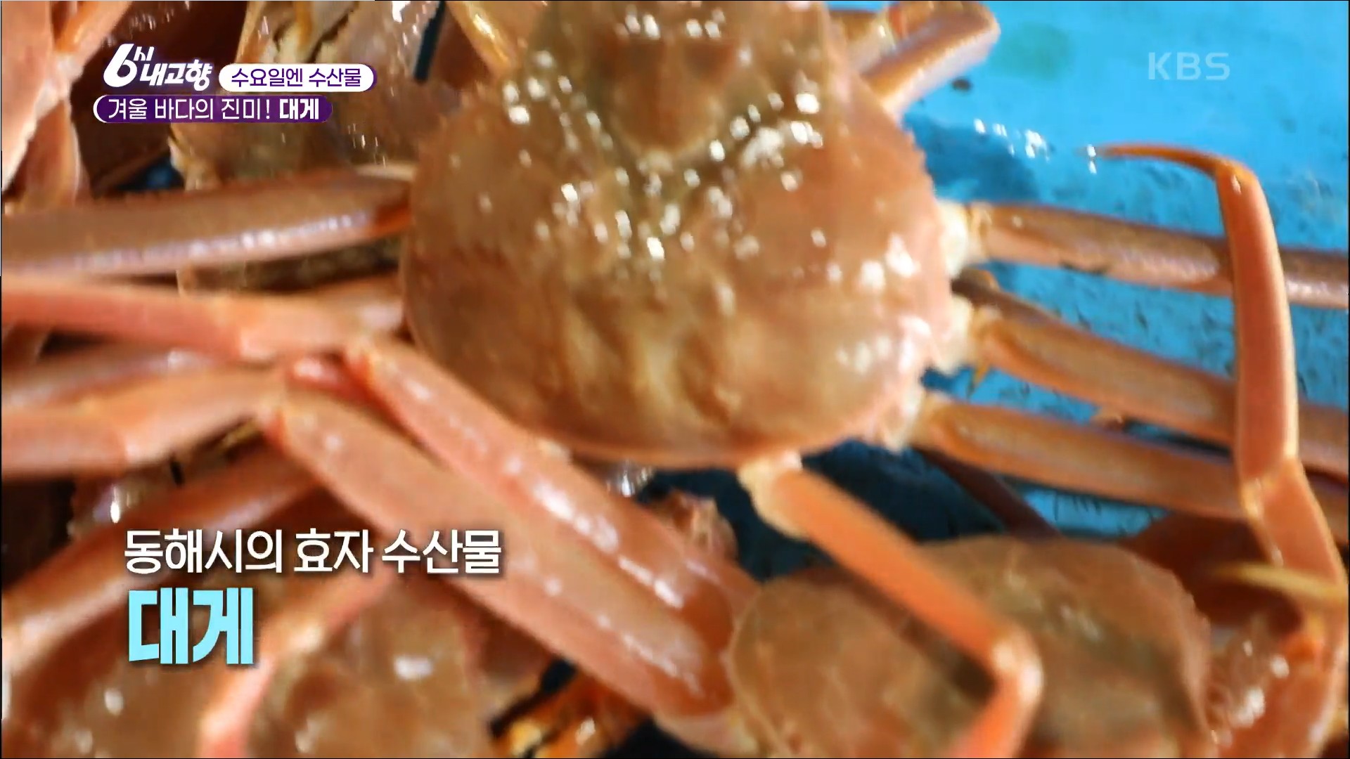  6시내고향 겨울바다의 진미 대게 파는곳 수요일엔 수산물