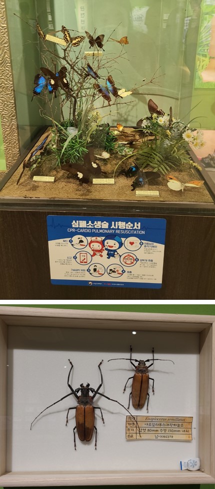 여주 곤충 박물관 표본관