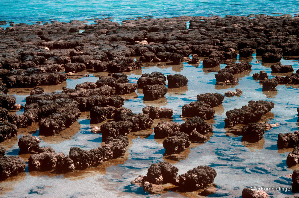 스트로마톨라이트(Stromatolites) 주요 특징과 생물학적인 중요성