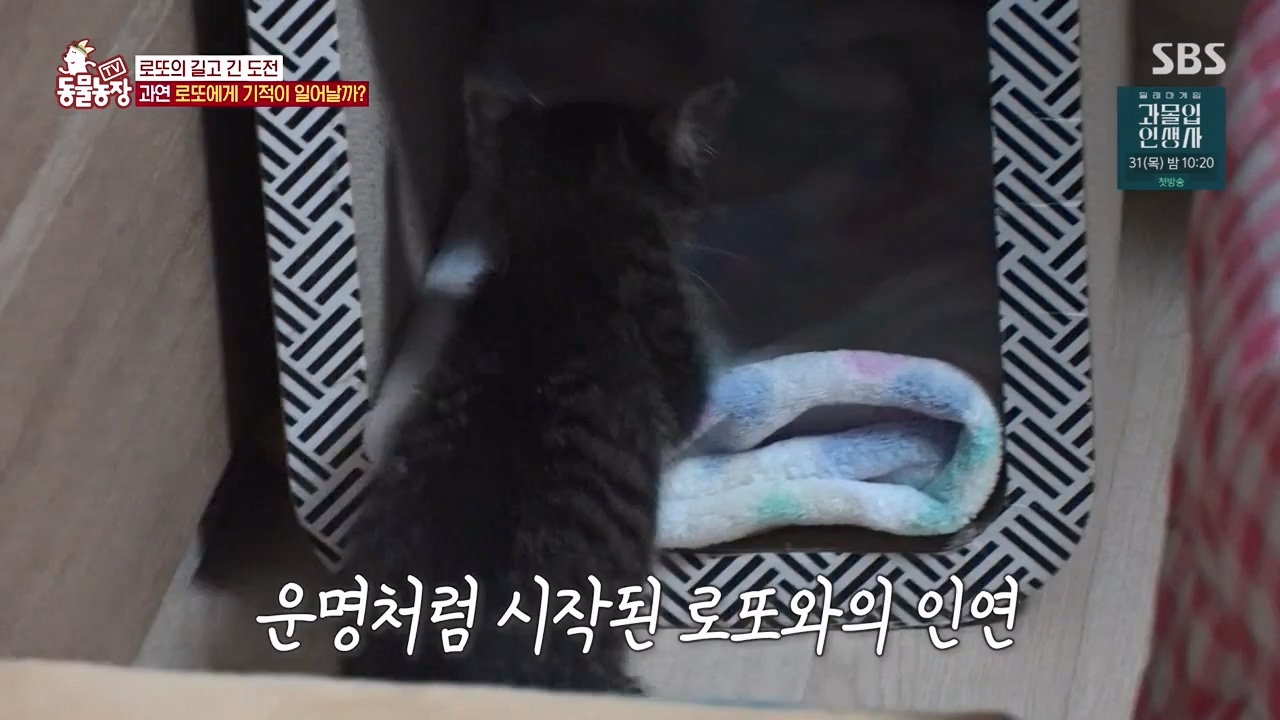 TV 동물농장.E1134.230821p-NEXT.mp4_20230820_193351.600.jpg