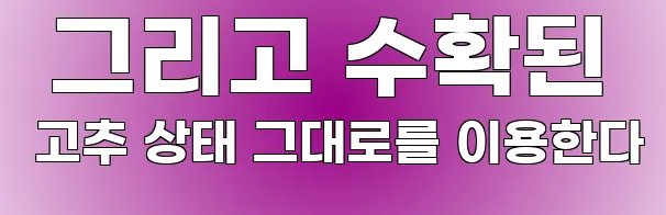  그리고 수확된 고추 상태 그대로를 이용한다