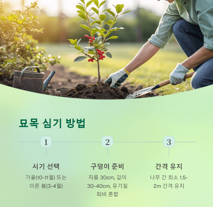 낙상홍 묘목