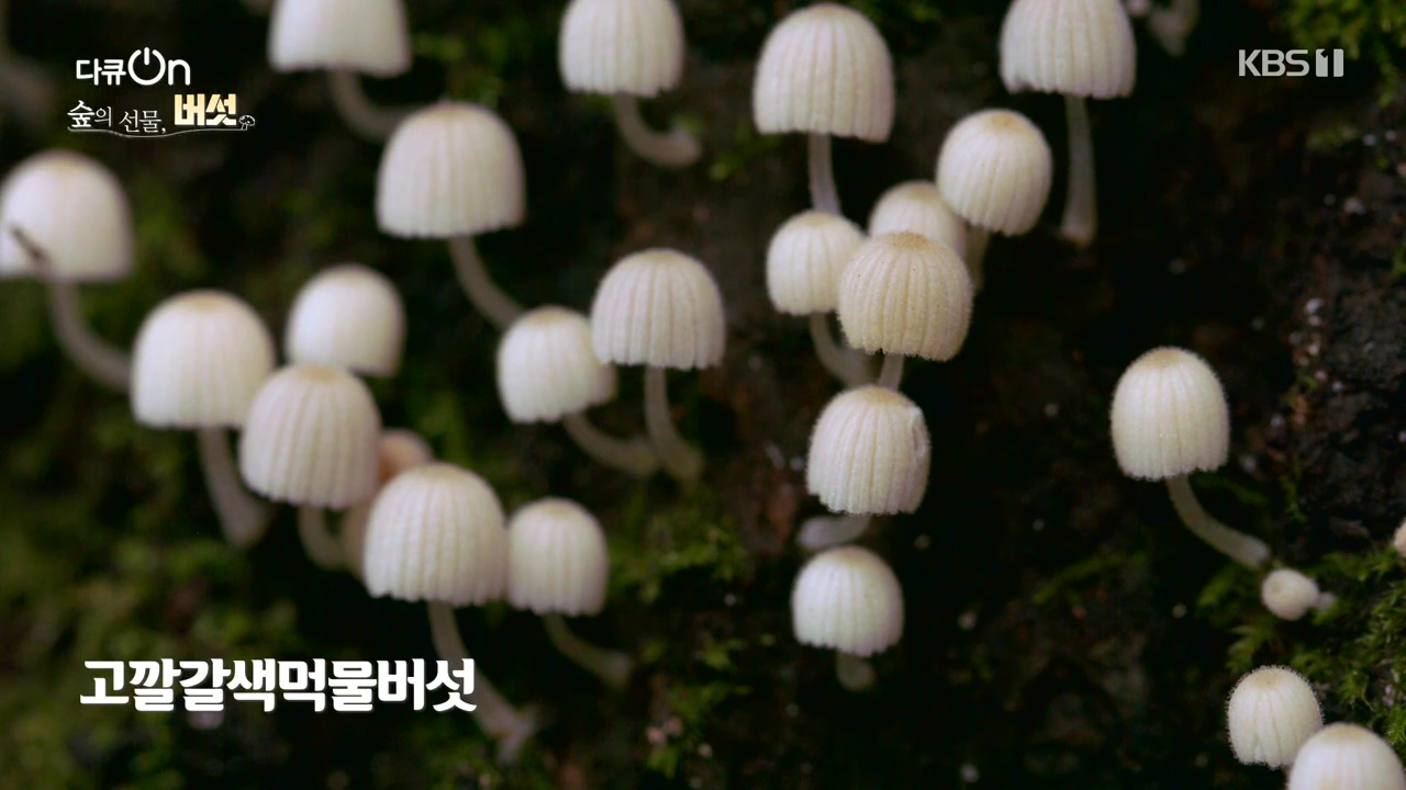 다큐 온.E227.231120p-NEXT.mp4_20231121_201846.833.jpg