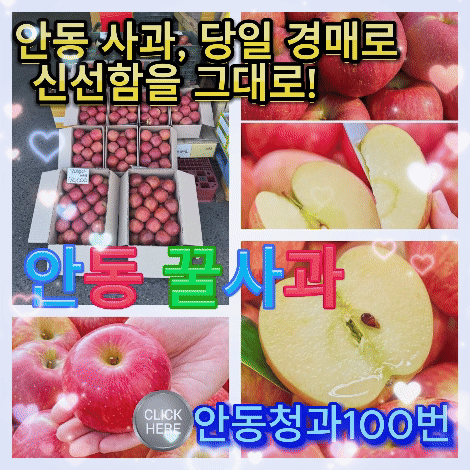 안동청과 100번