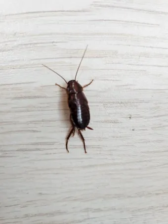 바퀴벌레 퇴치방법 총정리_47