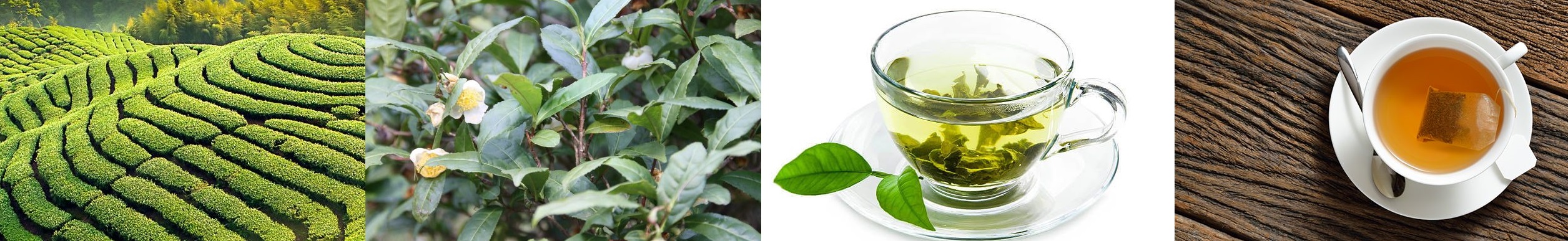 녹차(green tea)