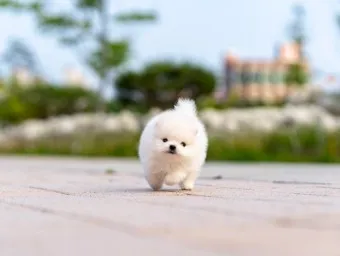 포메라니안 분양가 성격 특징 장단점 사료추천 가격_10