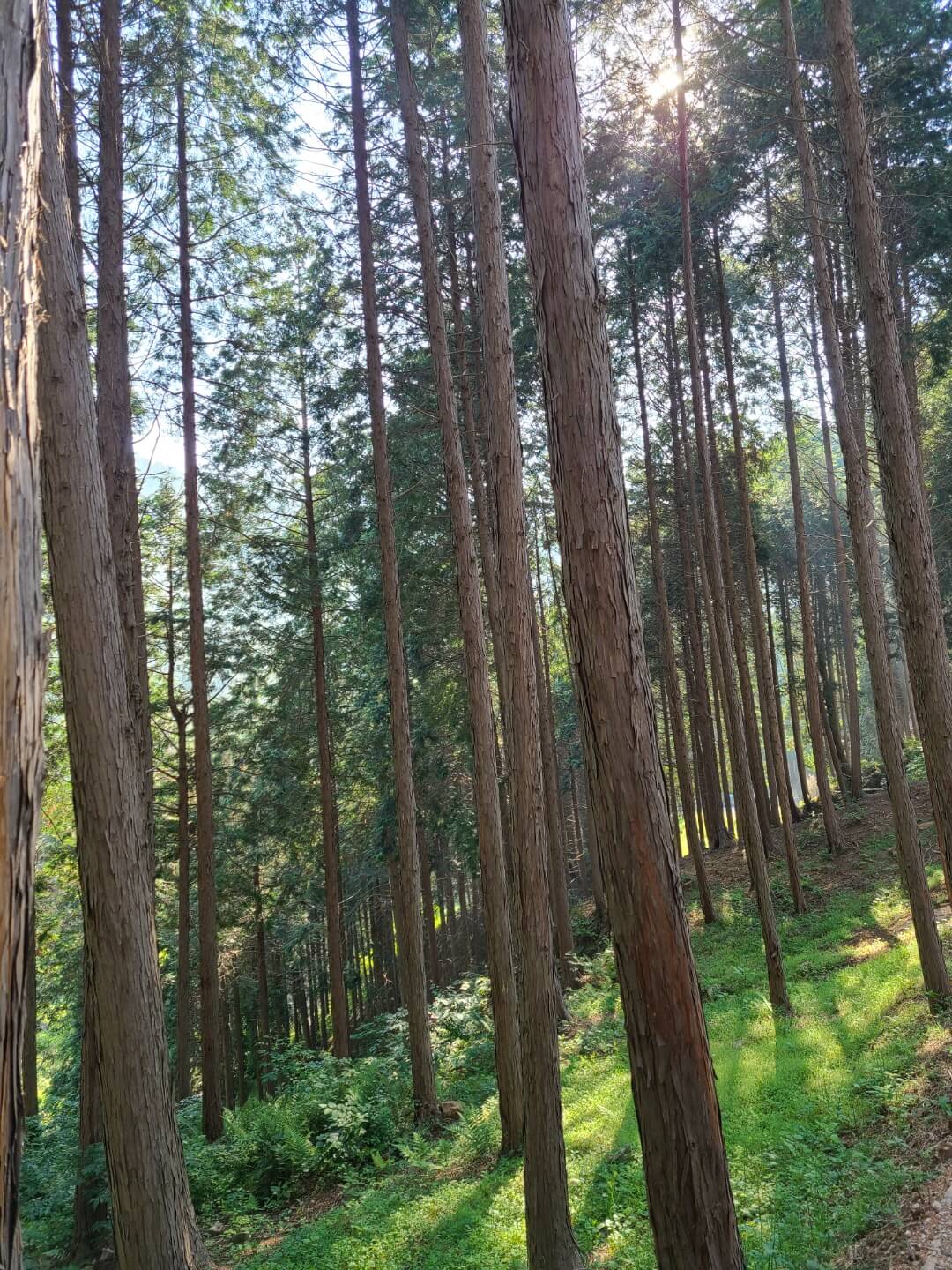 사천 케이블카 자연휴양림