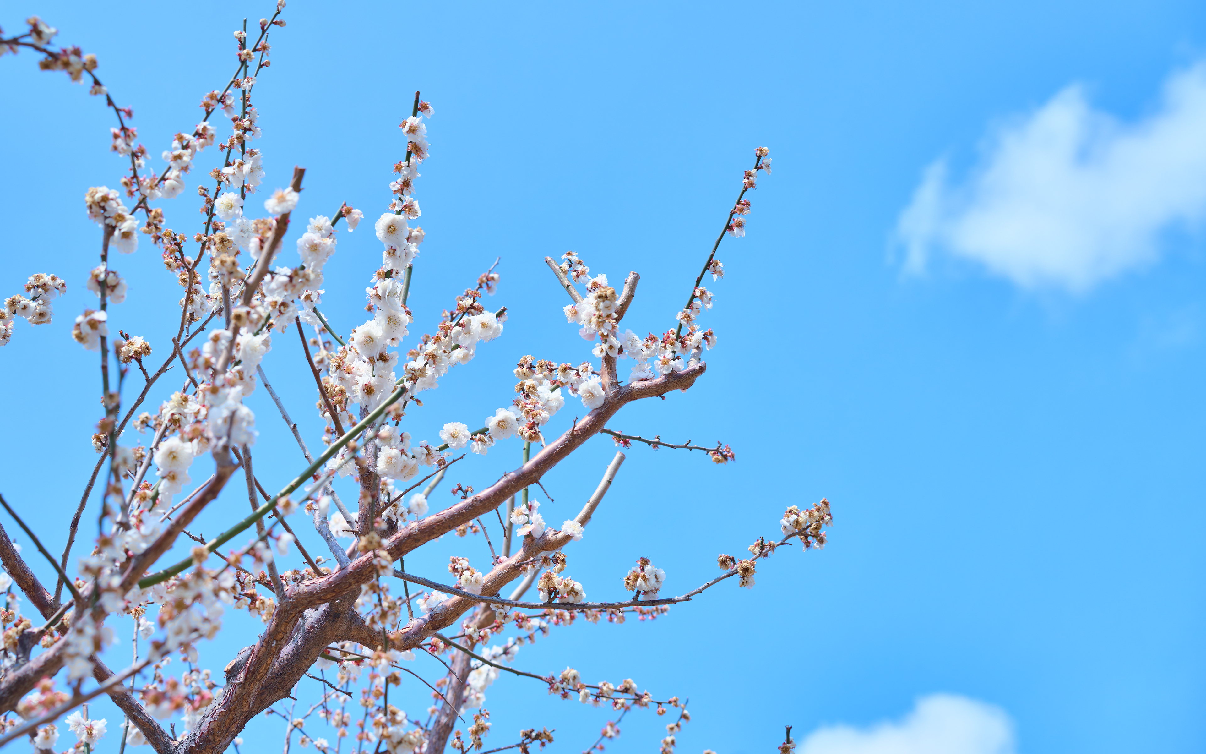 기장매화원 매화축제 61