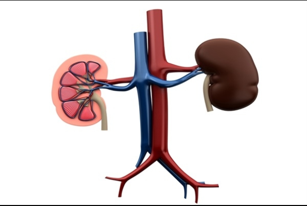 신장이 안좋으면 나타나는 증상 13