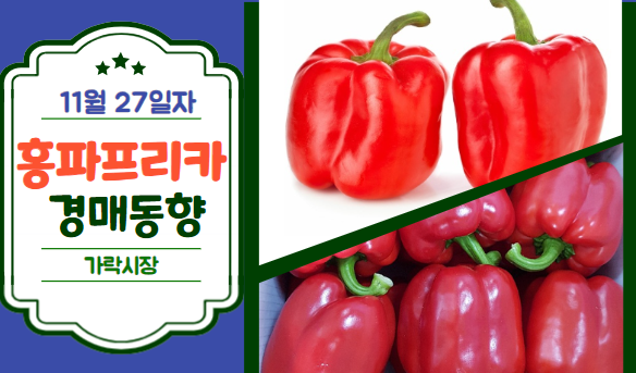 [경매사 일일보고] 11월 27일자 가락시장 홍파프리카 경매동향을 살펴보겠습니다!