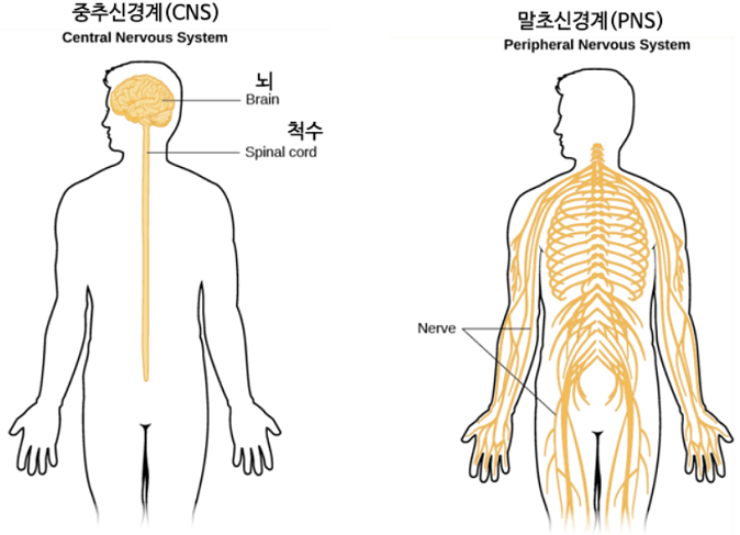 우리-몸의-신경계