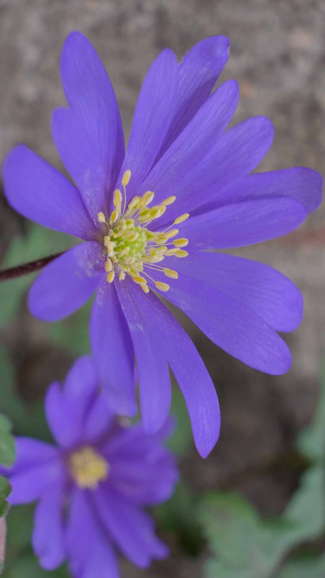 Anemone Flower iPhone Wallpaper