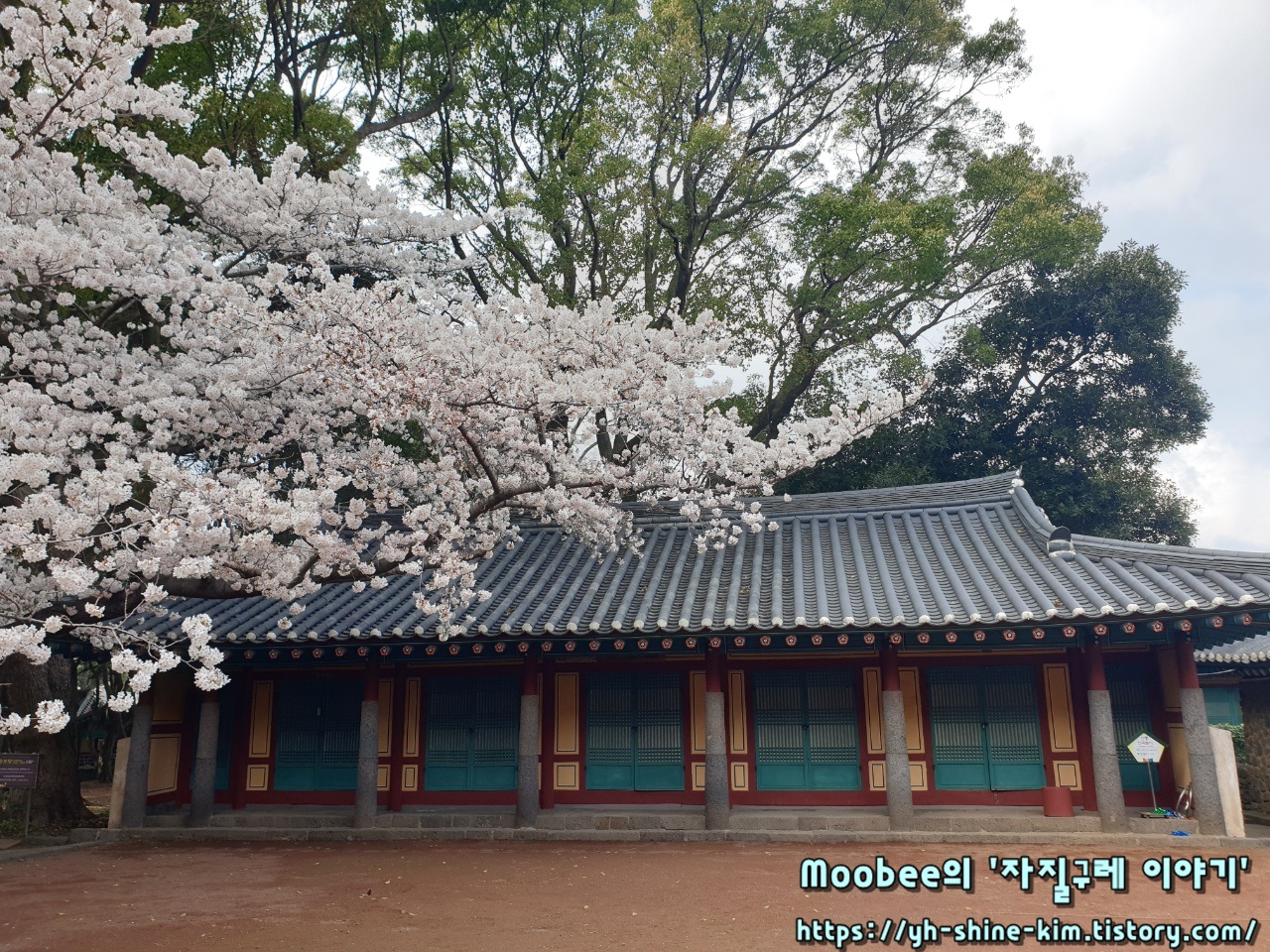 제주 삼성혈 벚꽃