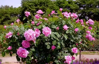 장미 삽목시기 삽목 방법 줄장미 넝쿨장미 색깔별 장미_19