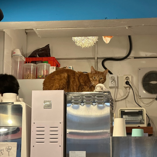  고양이 빵꾸가 운영하는 신림역 김류정 카페 리뷰