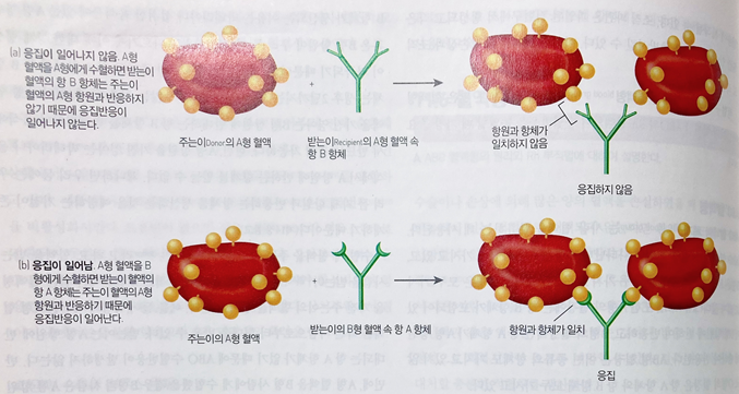 혈액-응집-반응