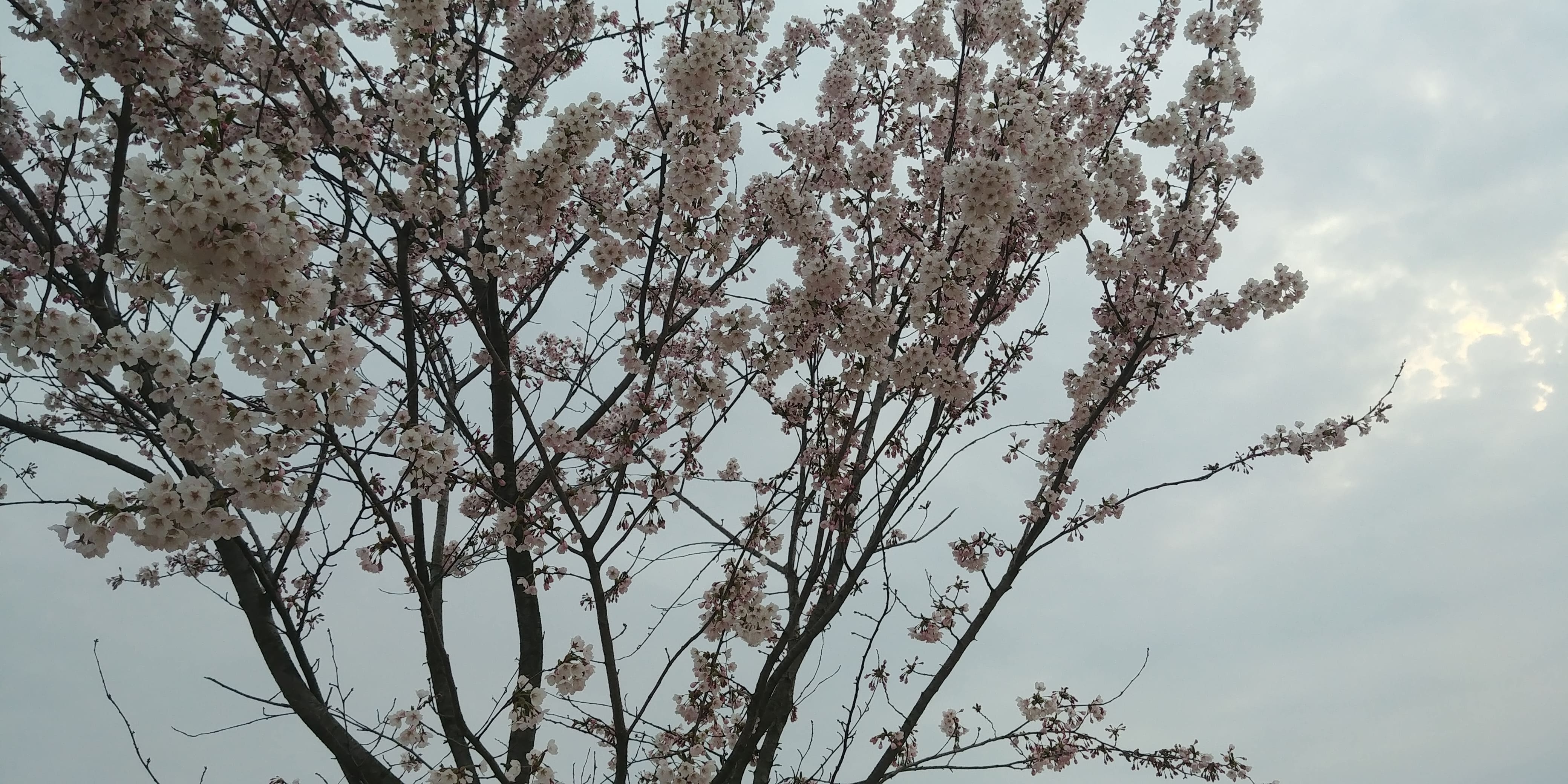 태안국제꽃박람회에 아직 지지 않고 피어 있는 벚꽃나무