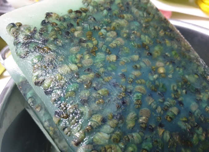 다슬기보관법_냉동