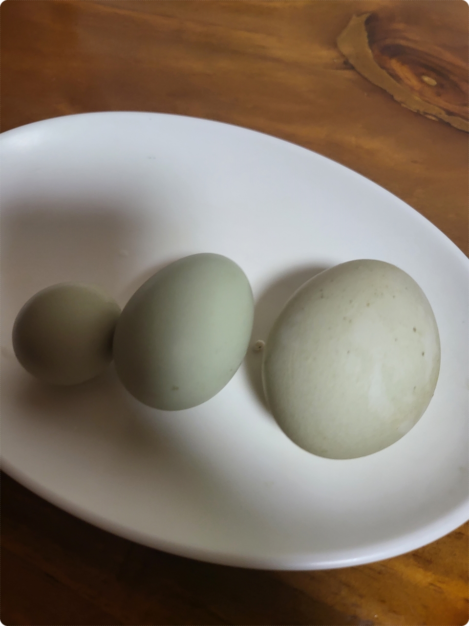 달걀의 크기 비교