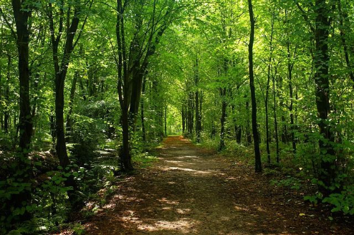 초록색 나뭇잎으로 덮힌 숲길