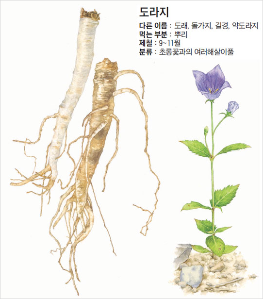 도라지 이미지