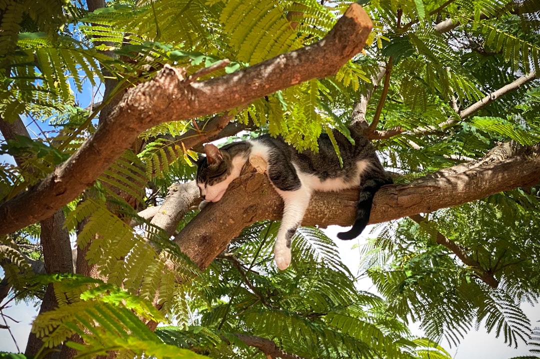 Cat tree