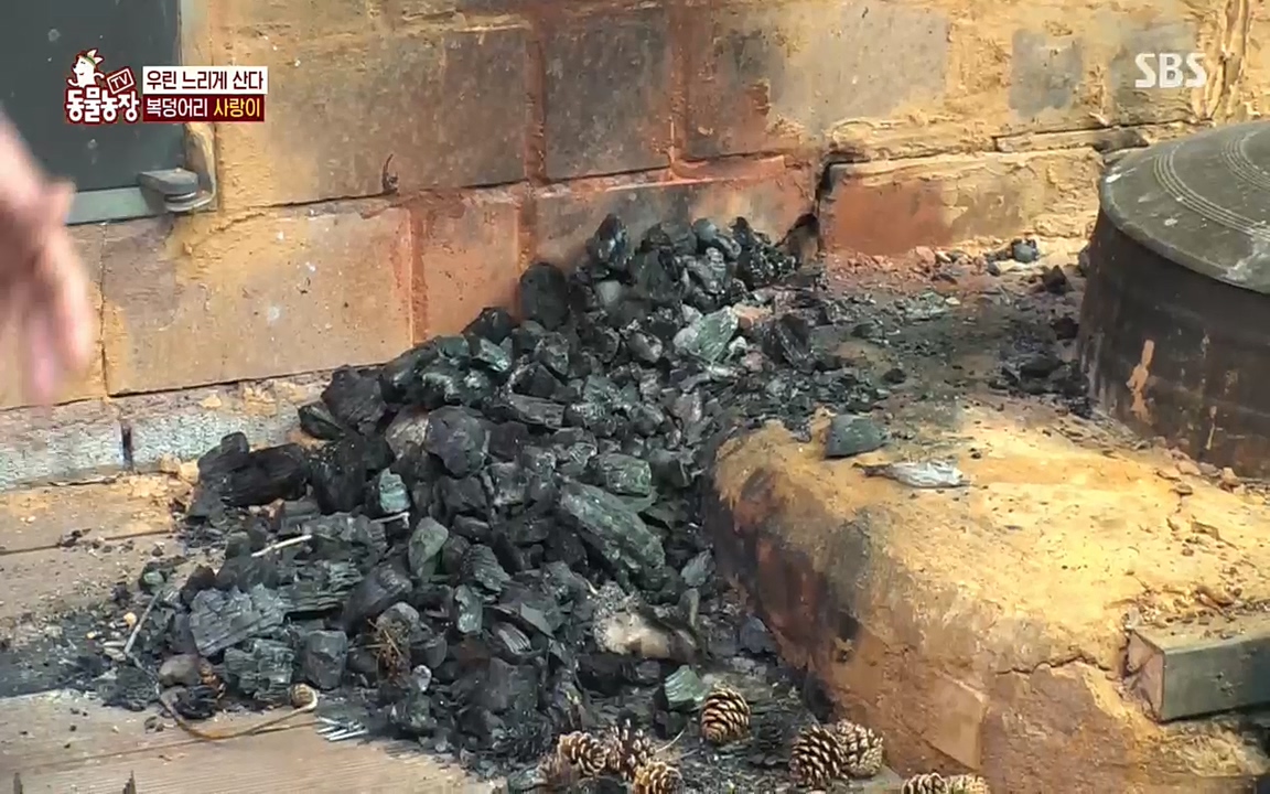 TV 동물농장.E1076.220704p.H264-F1RST.mp4_20220703_175557.666.jpg