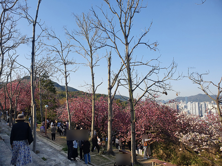 중앙공원 겹벚꽃