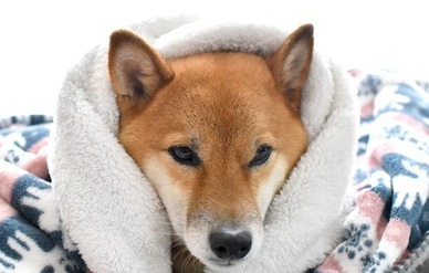  개가 감기가 걸렸을 때 보내는 행동 및 신호