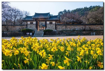 수선화 이미지
