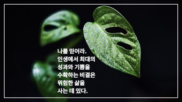 물방울이 맺힌 몬스테라 잎