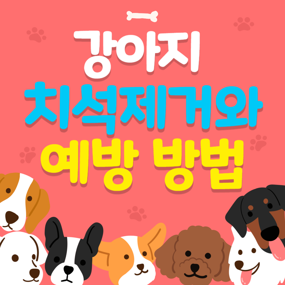 강아지 치석