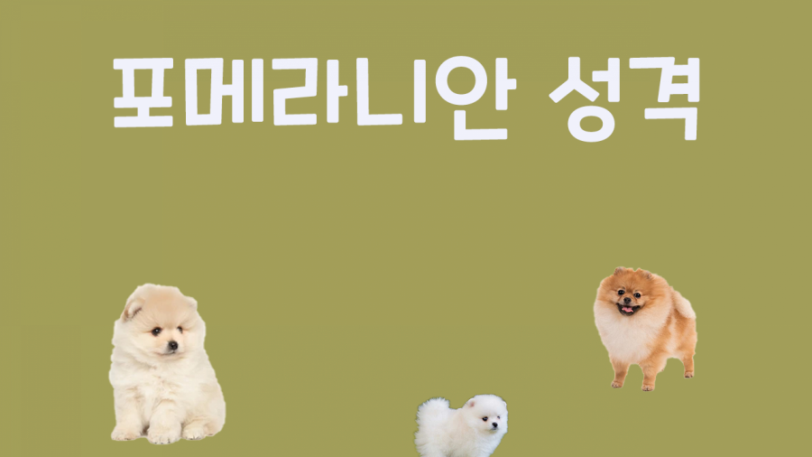 폼피츠 미니 자이언트 종류 알기!포메라니안 성격 수명 누락 미용 8