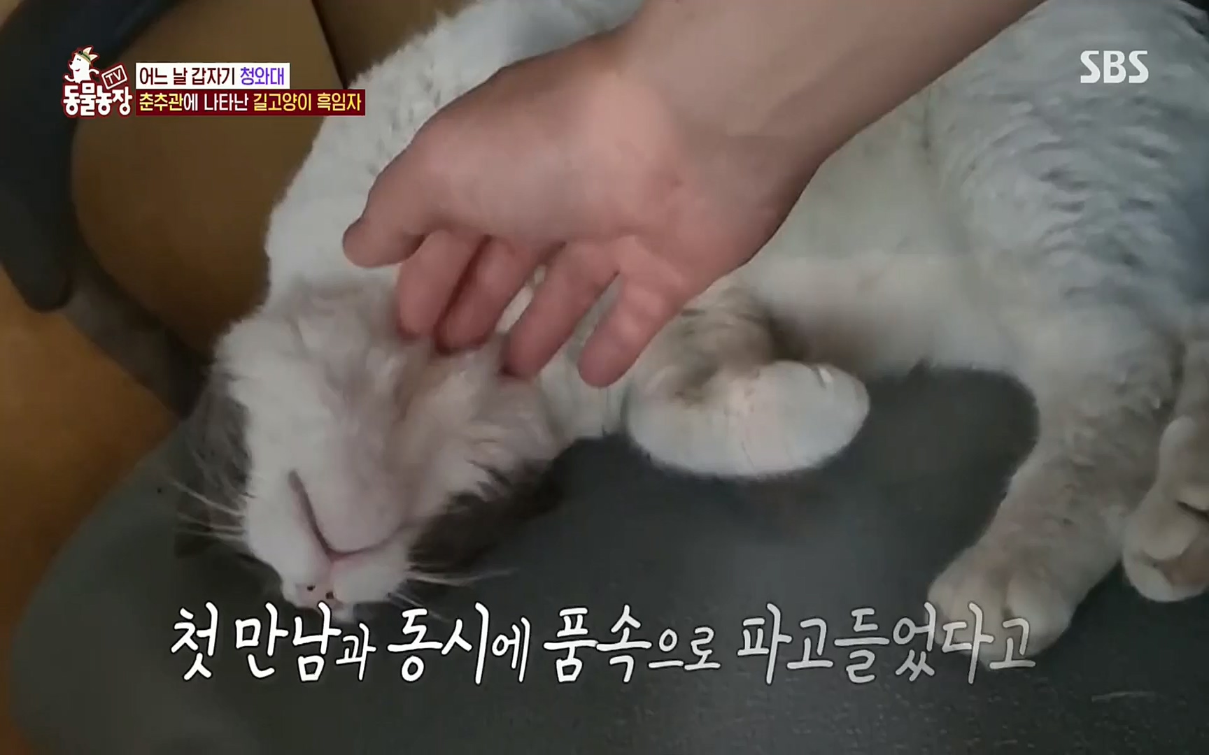 TV 동물농장.E1072.220605p.H264-F1RST.mp4_20220605_181431.448.jpg