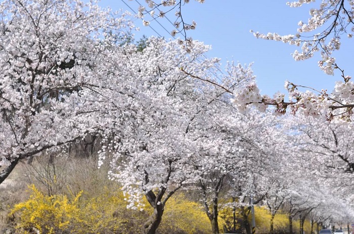 전북대학교-벚꽃-사진