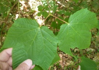 벌나무의 13가지 효능과 조리방법 및 벌나무의 부작용