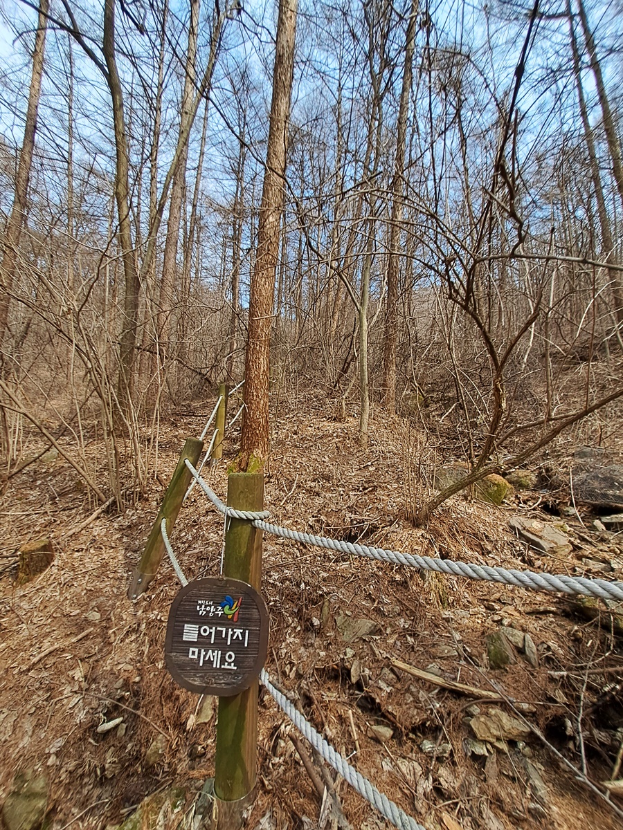 자생식물-노랑앉은부채-군락지_01