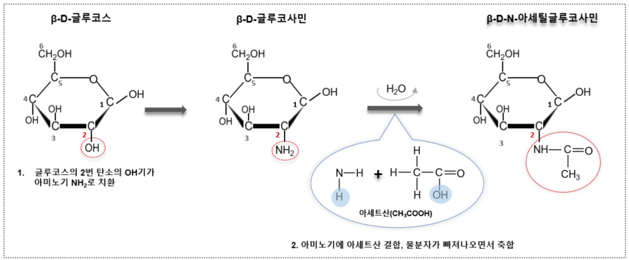 글루코스의 2번 탄소의 OH기가 아미노기 NH2로 치환된 후 추가적인 아세틸화 (-NHCOCH₃)로 아미노당 형성