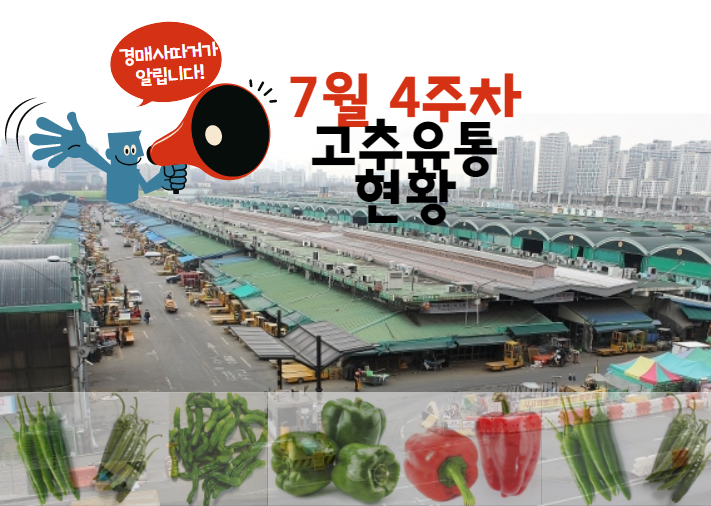  [경매사 주간보고] 가락시장 고추 경매이야기 (7월 4주차)