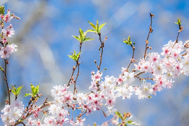 봄 벚꽃 모습(17)