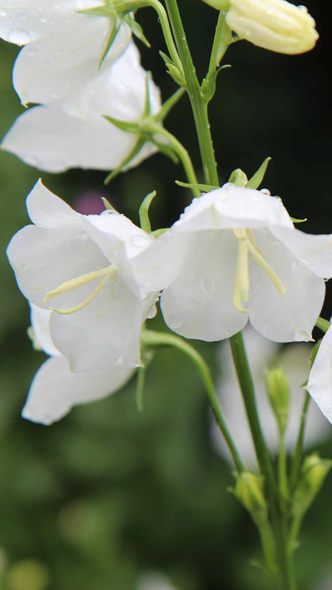 Bellflower Flower iPhone Wallpaper