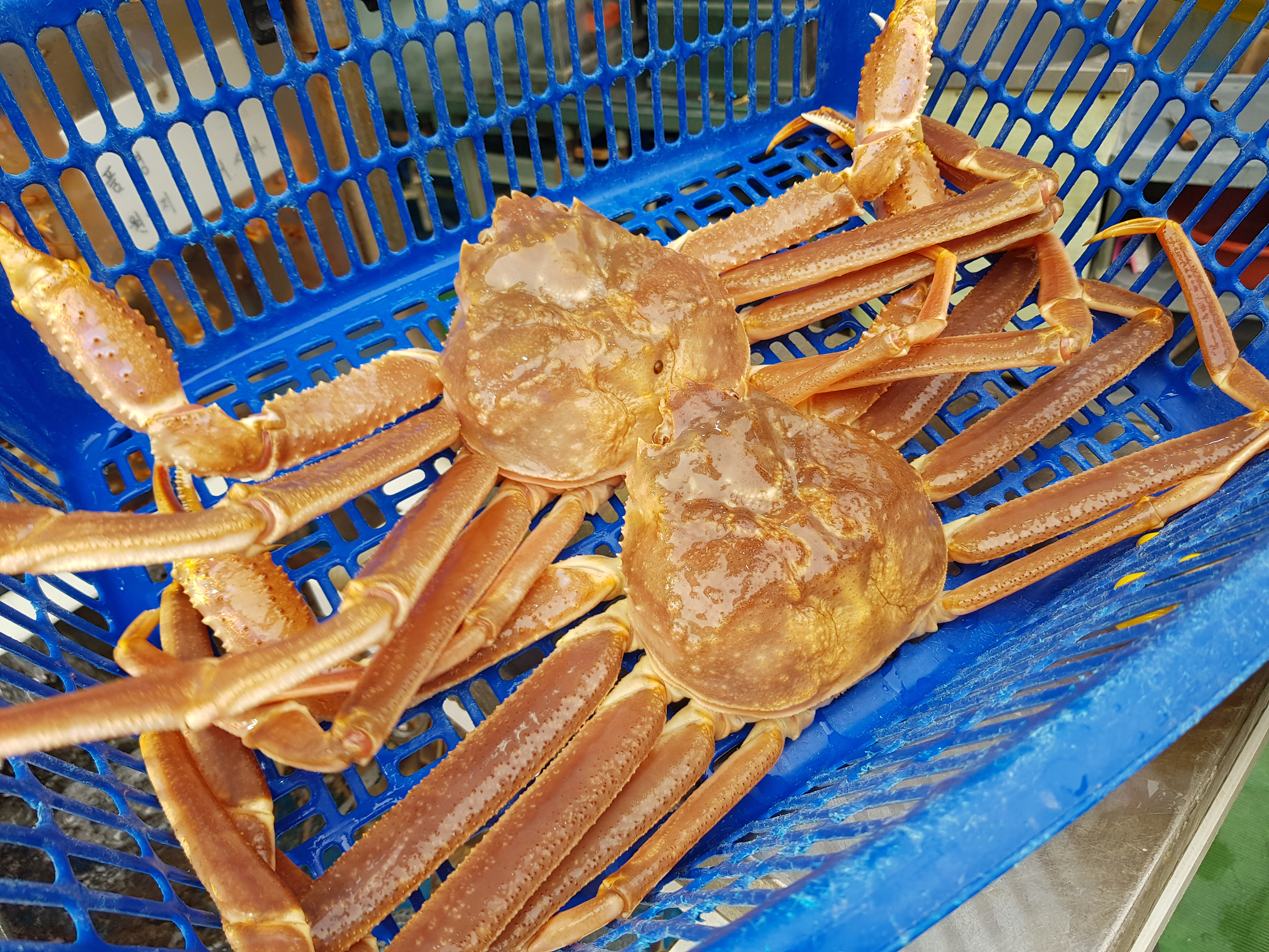 기장시장청해대게 이미지
