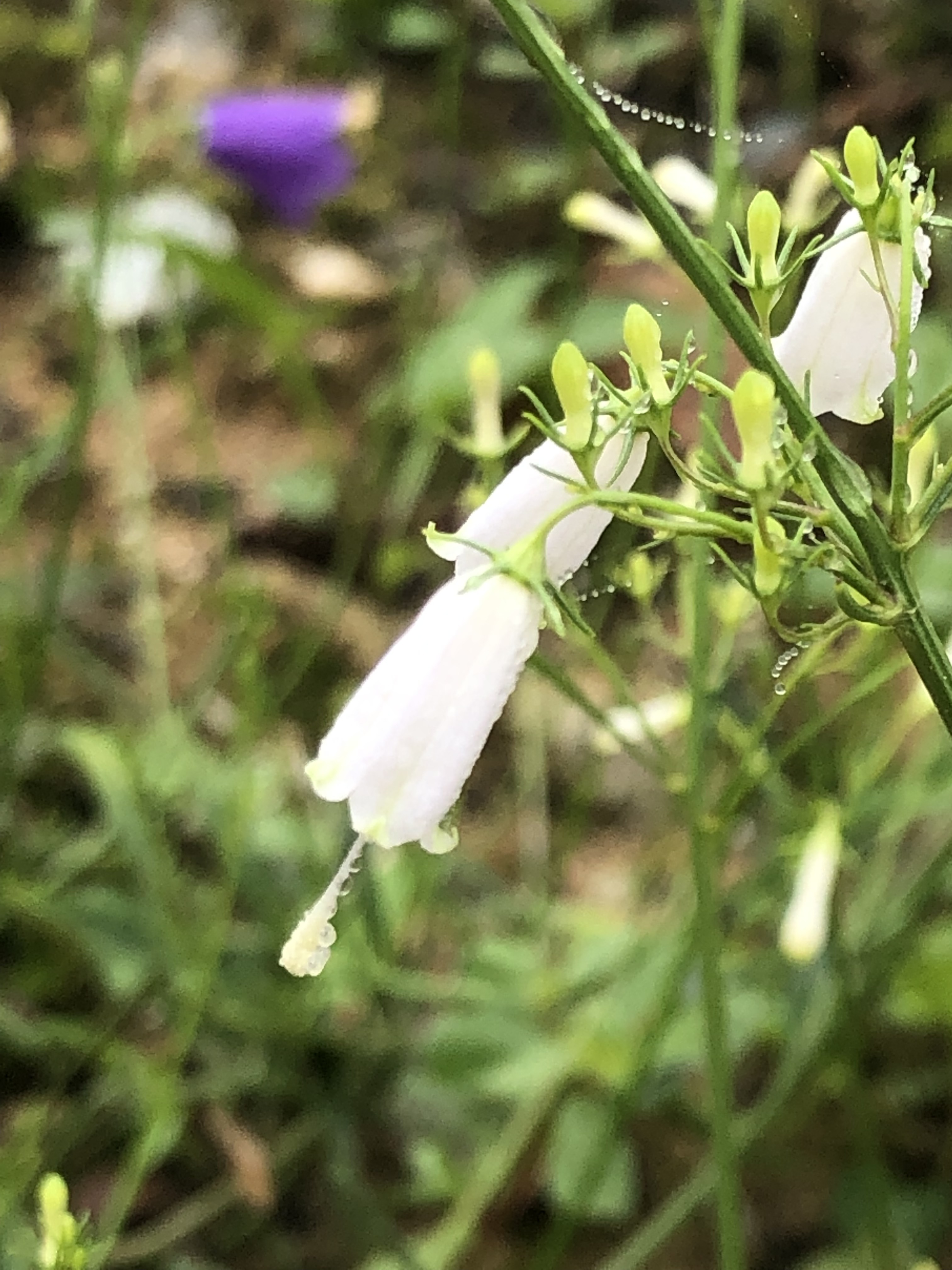  초연당 야생화 이야기 - 보라빛 야생화 제주 섬잔대 와 층층잔대