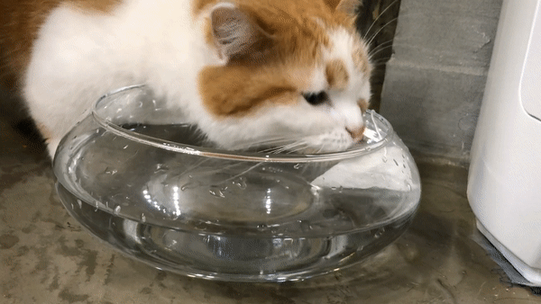 고양이물먹이기