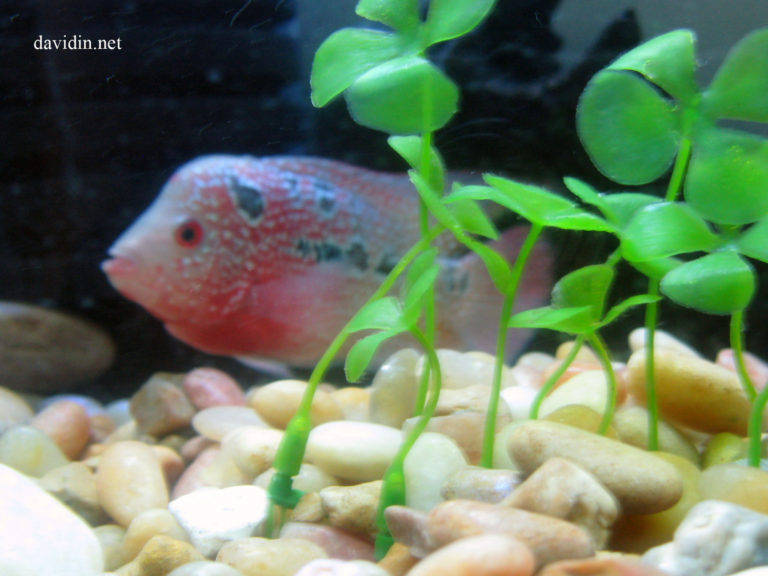  Flowerhorn Fish “Luo Han”