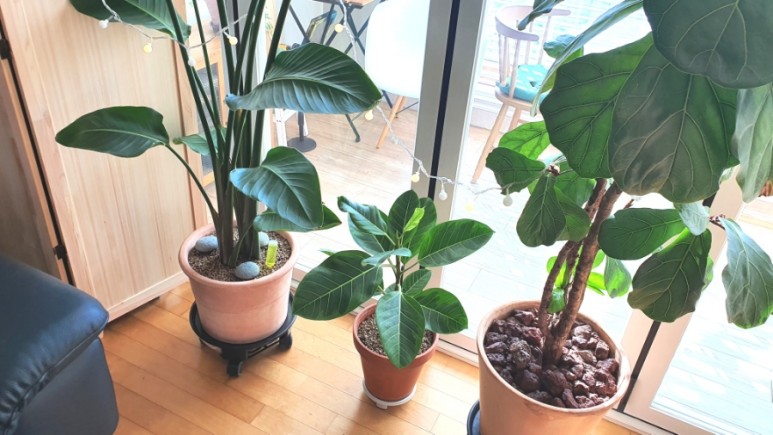 식물 인테리어로 뱅갈고무 나무 키우기 집에서 키우는 거실 반려 19